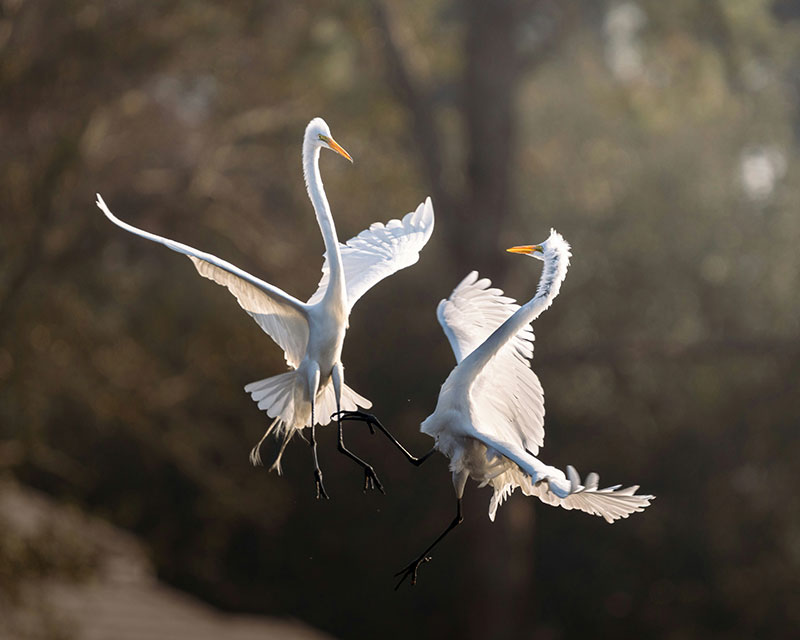 Influence Without Entanglement - two white birds working around each other in flight.