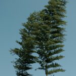 Differentiation: Influence Without Entanglement